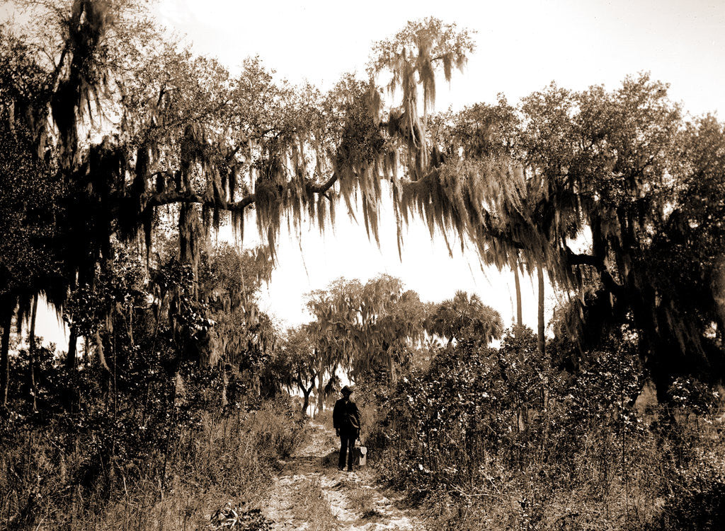 Detail of Road near Rockledge, Jackson, Roads, United States, Florida, Rockledge, 1880 by William Henry