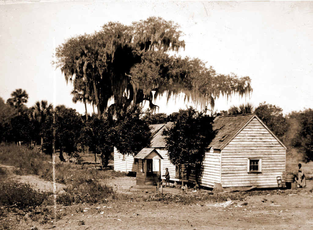 Detail of Negro cabin and oaks, Florida, Jackson, Dwellings, African Americans, Trees, Bays, United States, Florida, Indian River, 1880 by William Henry