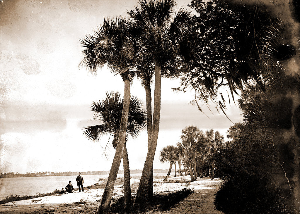 Detail of Indian River at Cocoa, Fla, Jackson, Palms, Waterfronts, Bays, United States, Florida, Indian River, United States, Florida, Cocoa, 1880 by William Henry