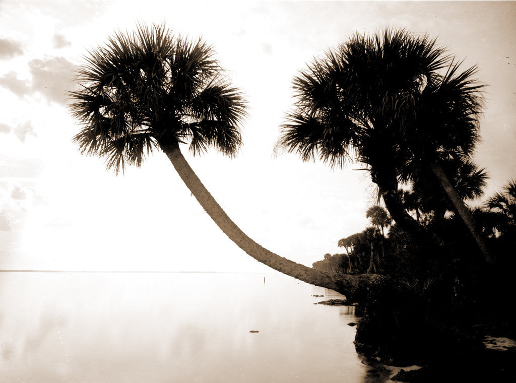 Detail of Palmettos near St. Sebastian, Jackson, Waterfronts, Palms, United States, Florida, Indian River, 1880 by William Henry