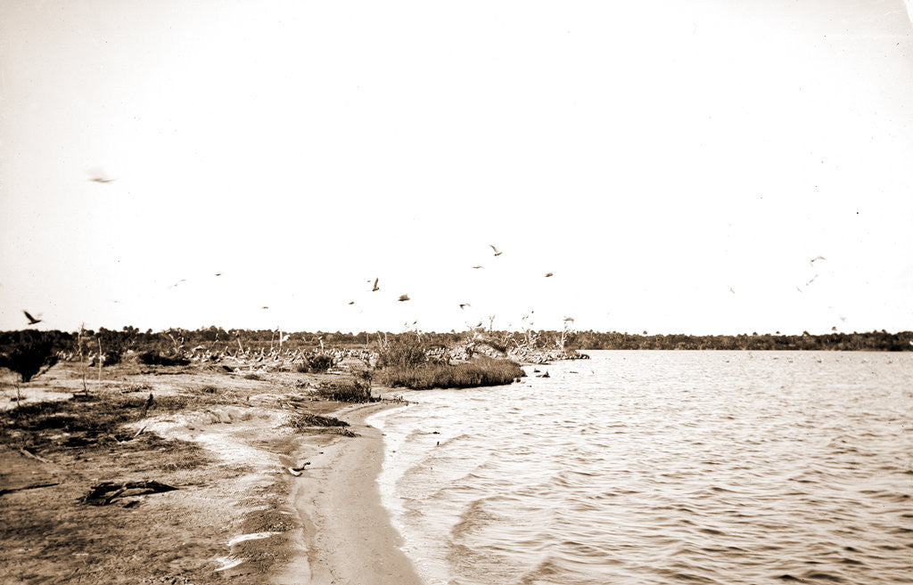Detail of Pelican Island, Indian River, Jackson, Waterfronts, Pelicans, Bays, United States, Florida, Indian River, United States, Florida, Pelican Island, 1880 by William Henry