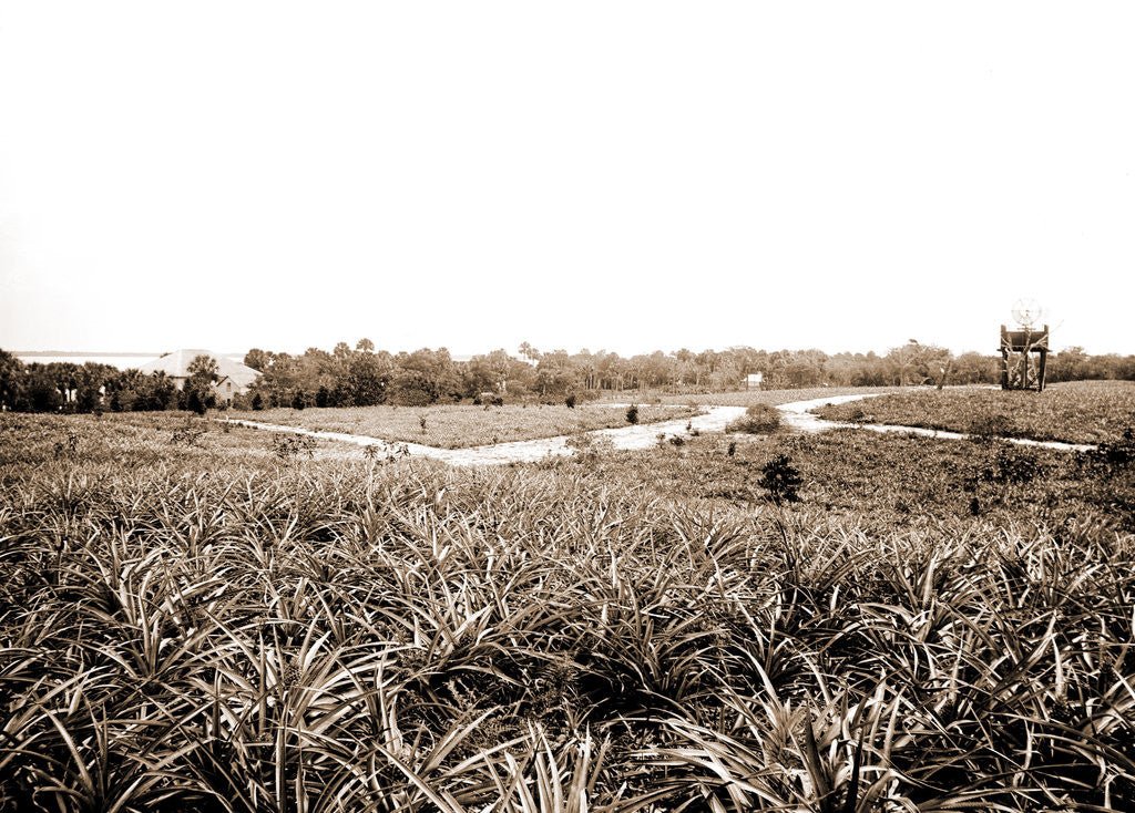 Detail of Pineapples at Eden, Jackson, Pineapples, Windmills, Bays, United States, Florida, Indian River, United States, Florida, Eden, 1880 by William Henry