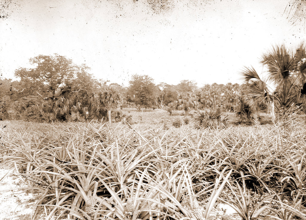 Detail of Pineapples at Eden, Jackson, Pineapples, Bays, United States, Florida, Indian River, United States, Florida, Eden, 1880 by William Henry