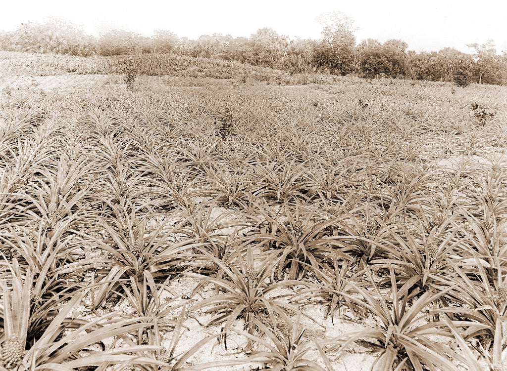 Detail of Pineapple field at Eden, Jackson, Pineapple plantations, United States, Florida, Indian River, 1880 by William Henry