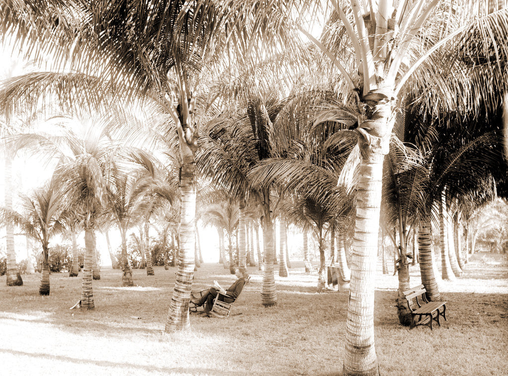 Detail of Cocoanut grove at McCormick's, Lake Worth, Fla, Jackson, McCormick's (Lake Worth, Fla.), Palms, United States, Florida, Lake Worth, 1880 by William Henry