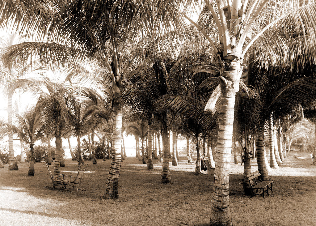 Detail of Cocoanut grove at McCormick's, Lake Worth, Fla, Jackson, McCormick's (Lake Worth, Fla.), Palms, United States, Florida, Lake Worth, 1880 by William Henry