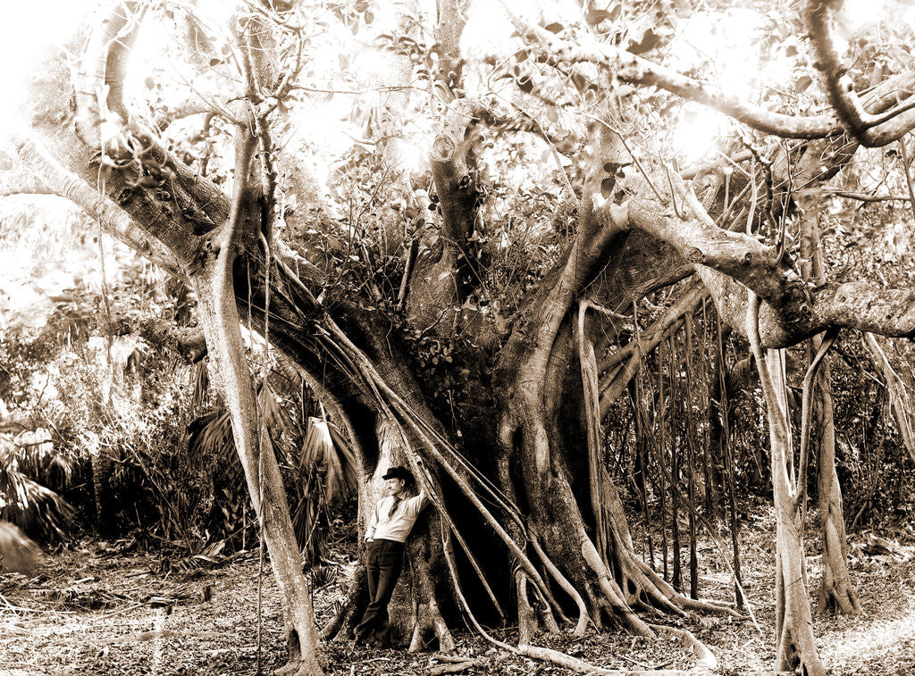 Detail of Rubber tree, Lake Worth, Fla, Jackson, Rubber trees, United States, Florida, Lake Worth, 1880 by William Henry