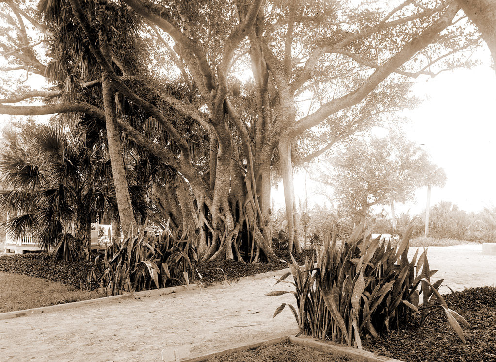 Detail of Cragin's rubber tree, Jackson, Rubber trees, United States, Florida, Lake Worth, 1880 by William Henry