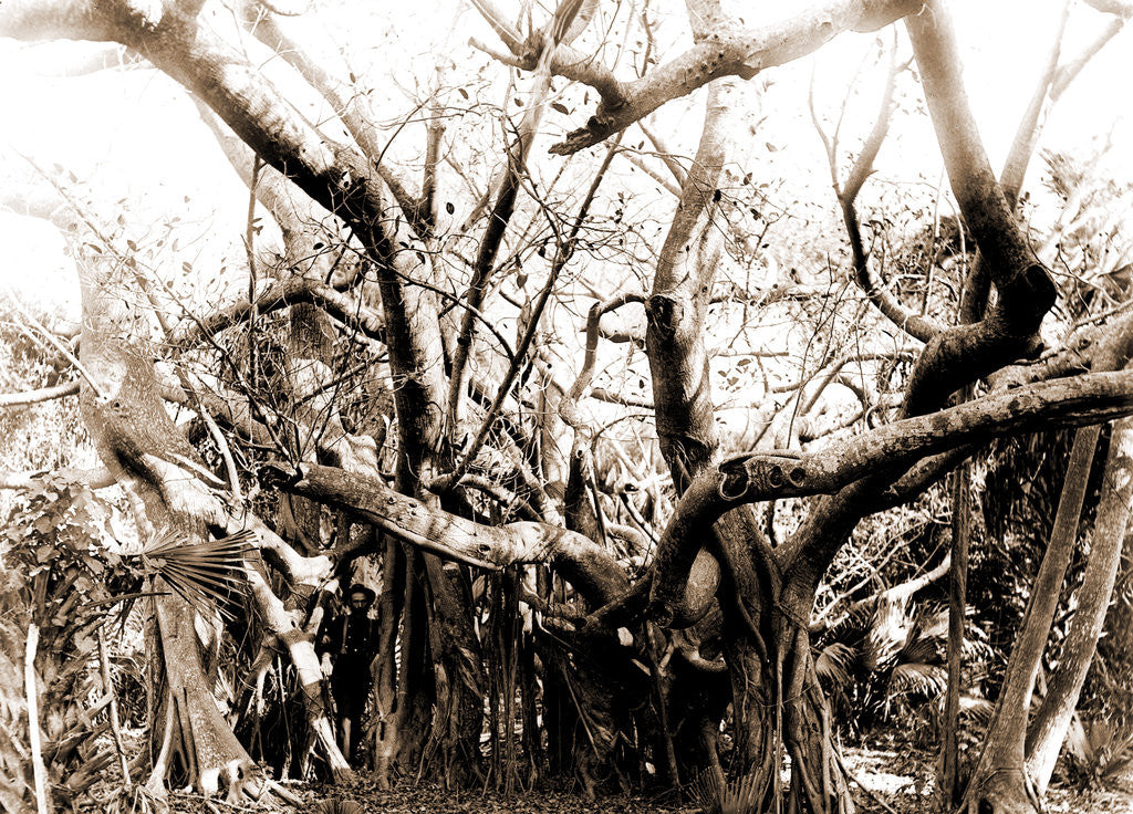 Detail of Rubber trees, Lake Worth, Jackson, Rubber trees, United States, Florida, Lake Worth, 1880 by William Henry