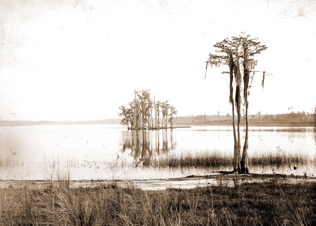 Detail of Lake Louise near Seville, Fla, Jackson, Lakes & ponds, United States, Florida, Louise, Lake, United States, Florida, Seville, 1880 by William Henry