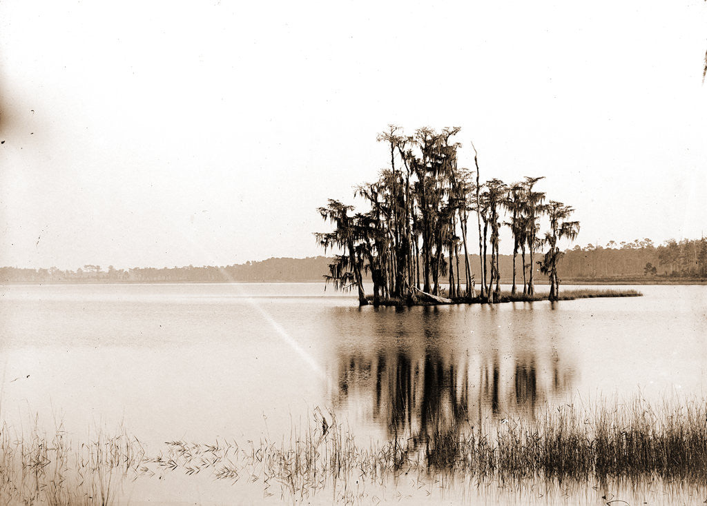 Detail of Lake Louise near Seville, Fla, Jackson, Islands, Lakes & ponds, United States, Florida, Louise, Lake, United States, Florida, Seville, 1880 by William Henry
