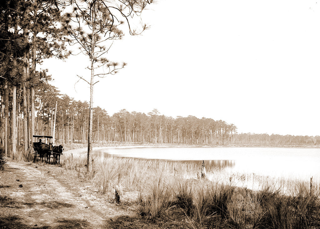 Detail of Lake Louise near Seville, Fla, Jackson, Lakes & ponds, Waterfronts, United States, Florida, Louise, Lake, United States, Florida, Seville, 1880 by William Henry