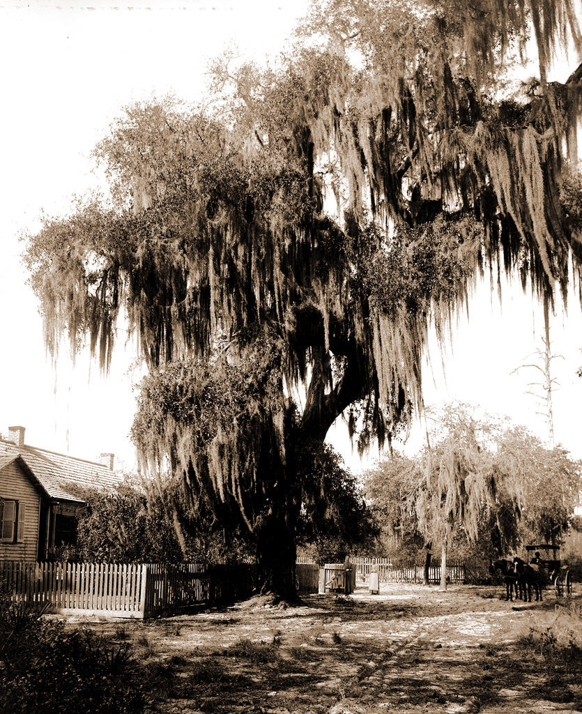Detail of Live oak near Seville, Fla, Jackson, Trees, United States, Florida, Seville, 1880 by William Henry