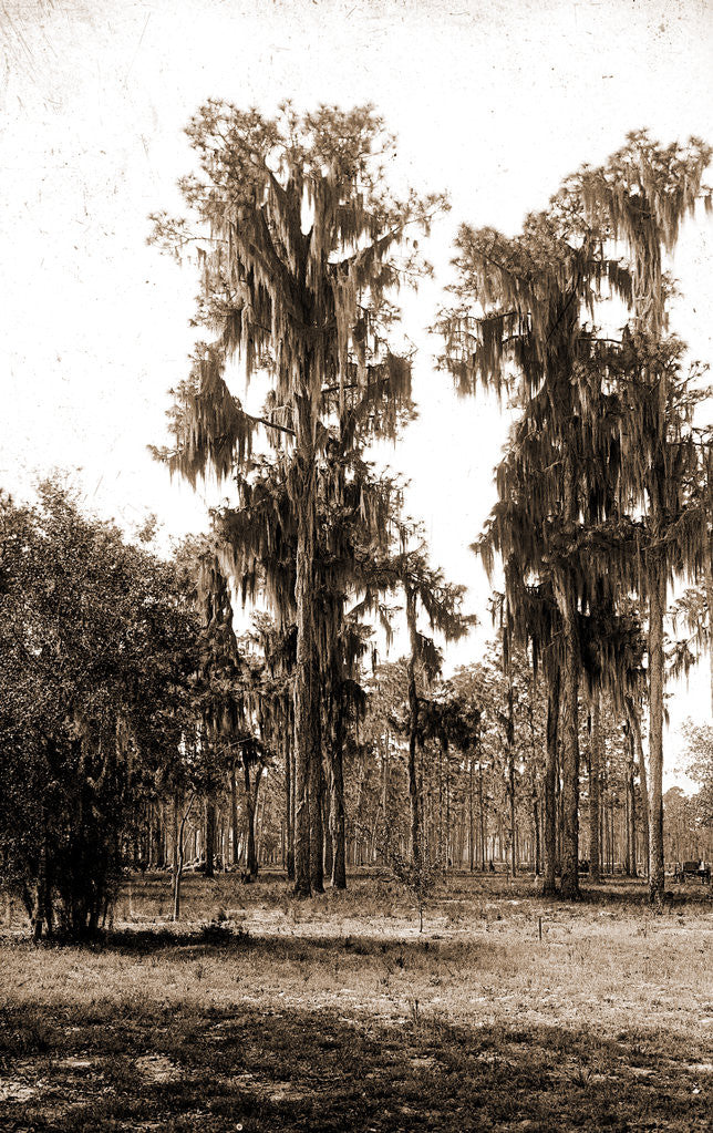 Detail of Florida pines, Jackson, Pines, Spanish moss, United States, Florida, 1880 by William Henry