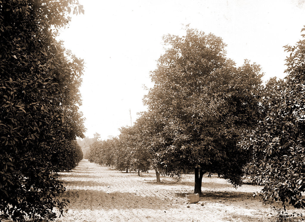 Detail of Orange grove, Seville, Fla, Jackson, Orange orchards, United States, Florida, Seville, 1880 by William Henry
