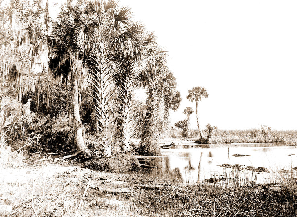 Detail of Shore line along Lake George, Fla, Jackson, Palms, Lakes & ponds, United States, Florida, 1880 by William Henry