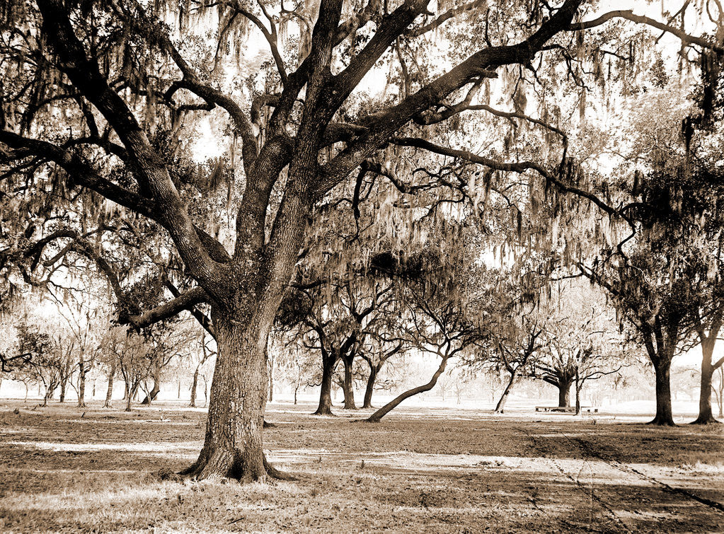 Detail of Old duelling grounds, New Orleans by Anonymous
