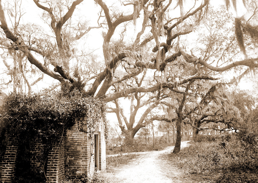 Detail of Chicora Park, Charleston by Anonymous