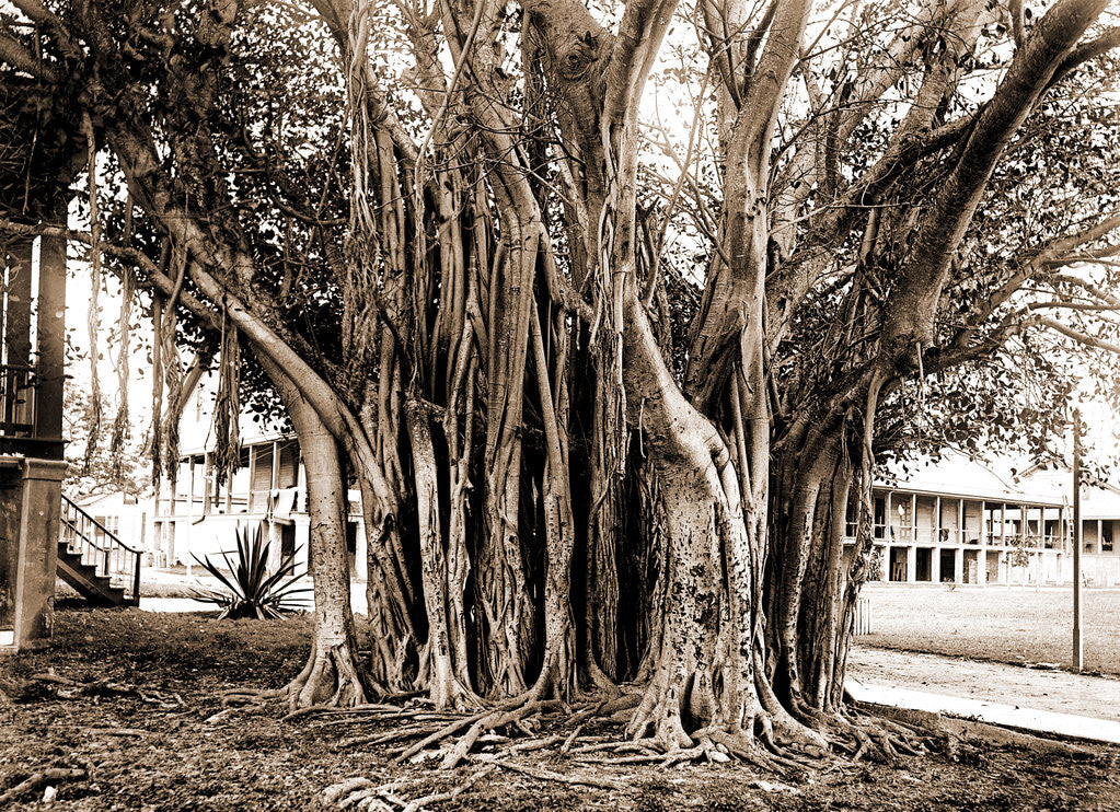 Detail of Rubber tree in U.S. barracks, Key West by Anonymous