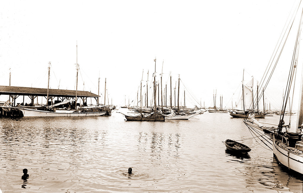 Detail of Sponge fleet in harbor, Key West by Anonymous