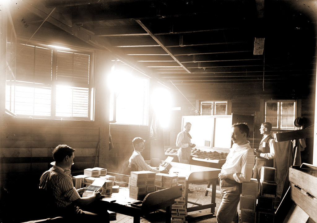Detail of Packing cigars, Key West by Anonymous