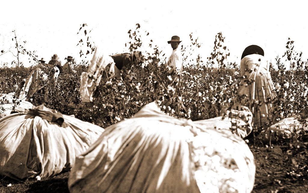 Detail of Picking cotton, Jackson by Anonymous