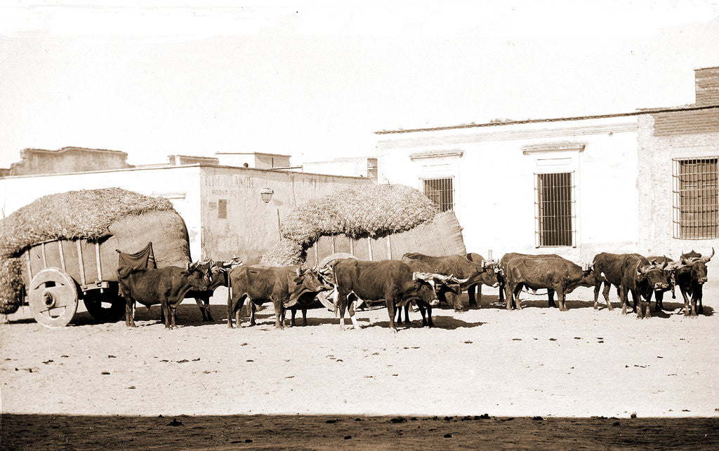 Detail of Guadalajara, carretas and oxen by Anonymous