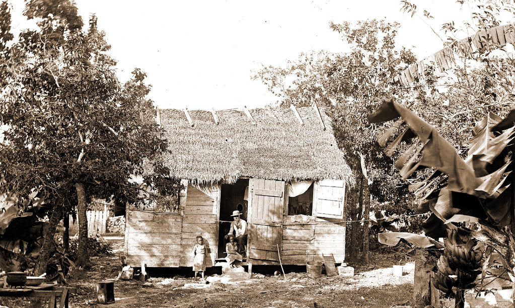 Detail of Thatched building and banana plant, possibly Nassau by Anonymous