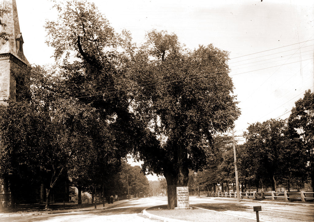 Detail of The Washington elm by Anonymous