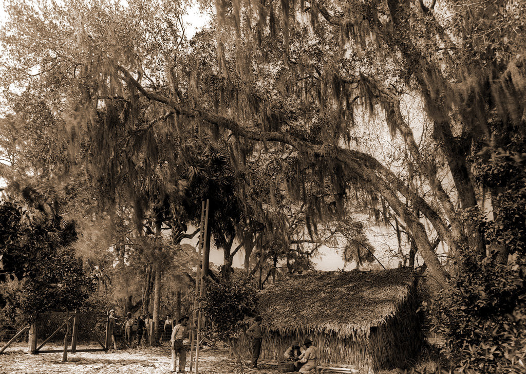 Detail of The Orange pickers, Ormond by Anonymous