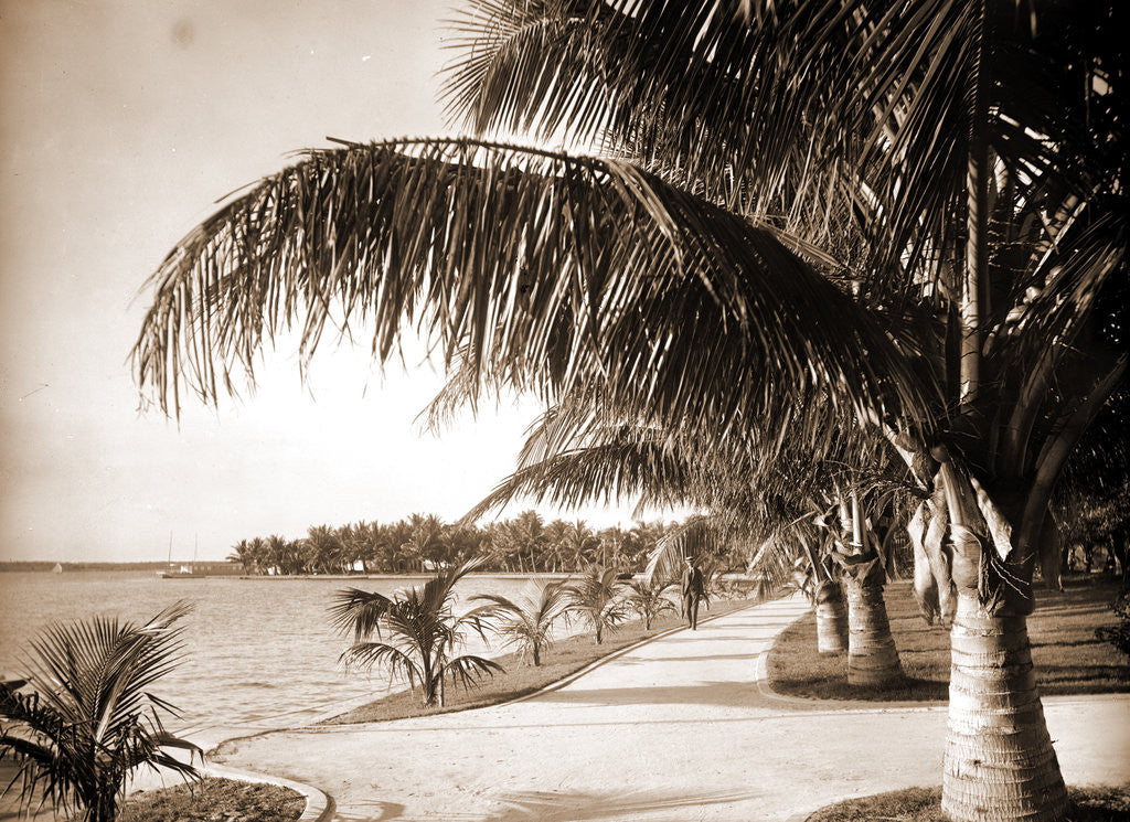 Detail of Palm Beach, Jackson by Anonymous