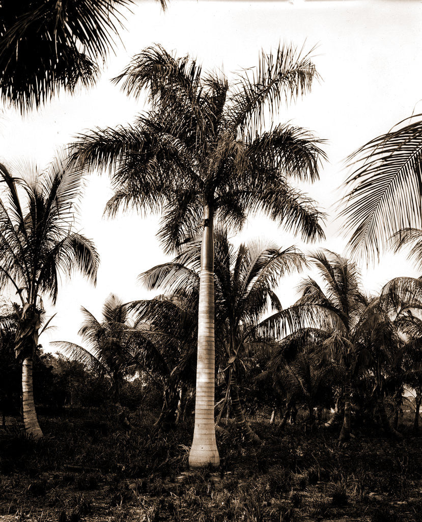 Detail of Royal palms at Cocoanut by Anonymous