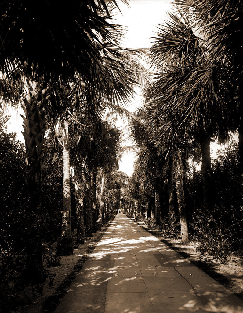 Detail of Palm Beach, Florida by Anonymous