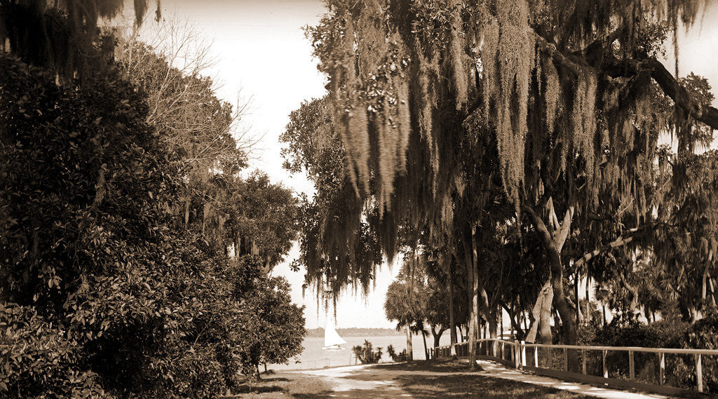 Detail of Indian River at Rockledge, Fla by Anonymous