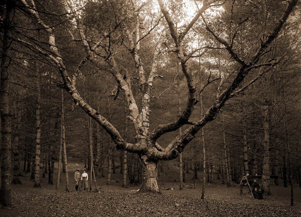 Detail of Wizard Tree, Cathedral Woods by Anonymous
