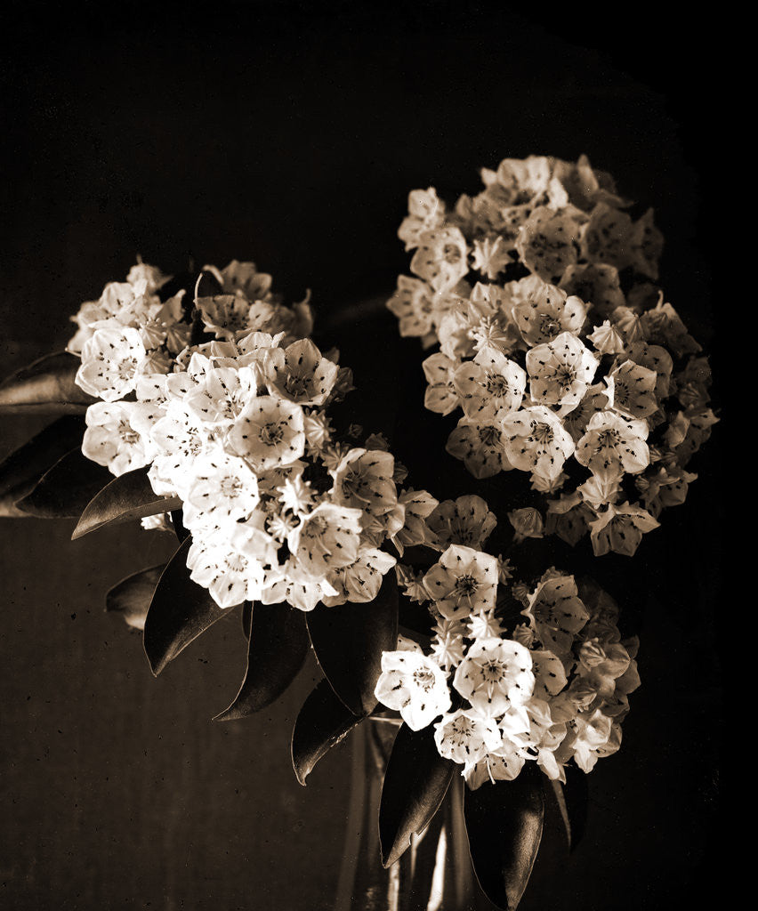 Detail of Laurel blossom, Flowers by Anonymous