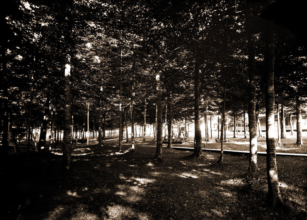 Detail of Grove, Bay View by Anonymous
