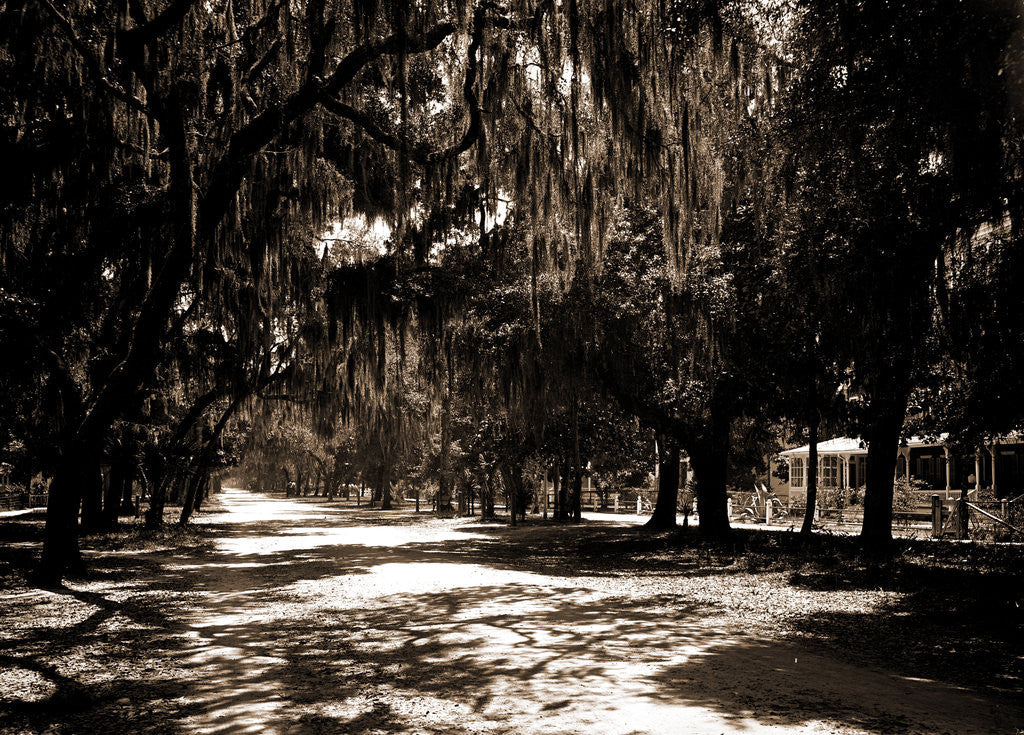 Detail of Ridgewood Ave, Daytona by Anonymous