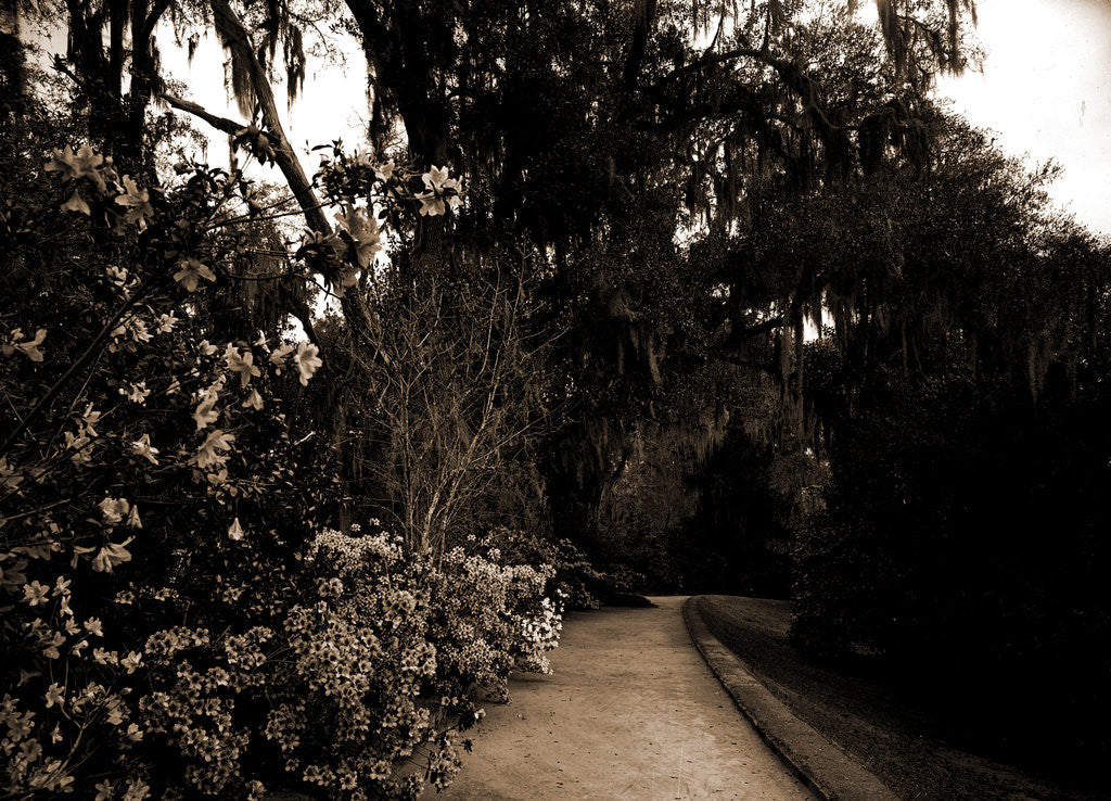 Detail of The Slope walk, Magnolia-on-the-Ashley by Anonymous