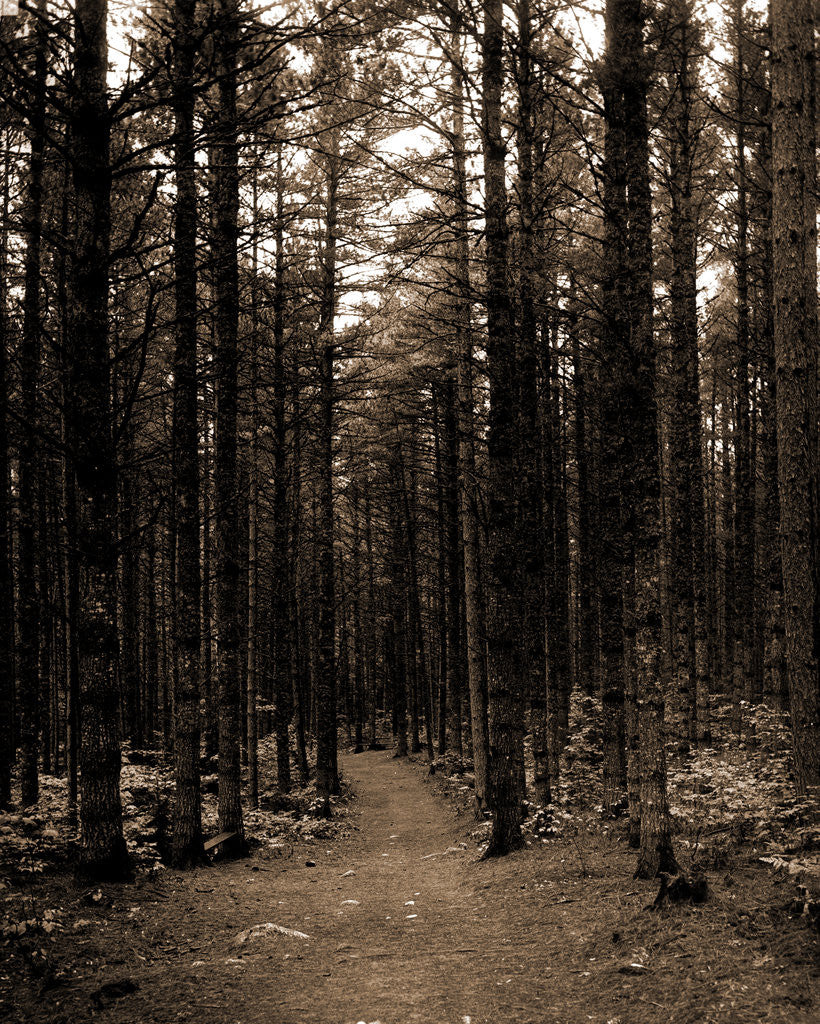 Detail of The Cathedral woods, North Conway by Anonymous