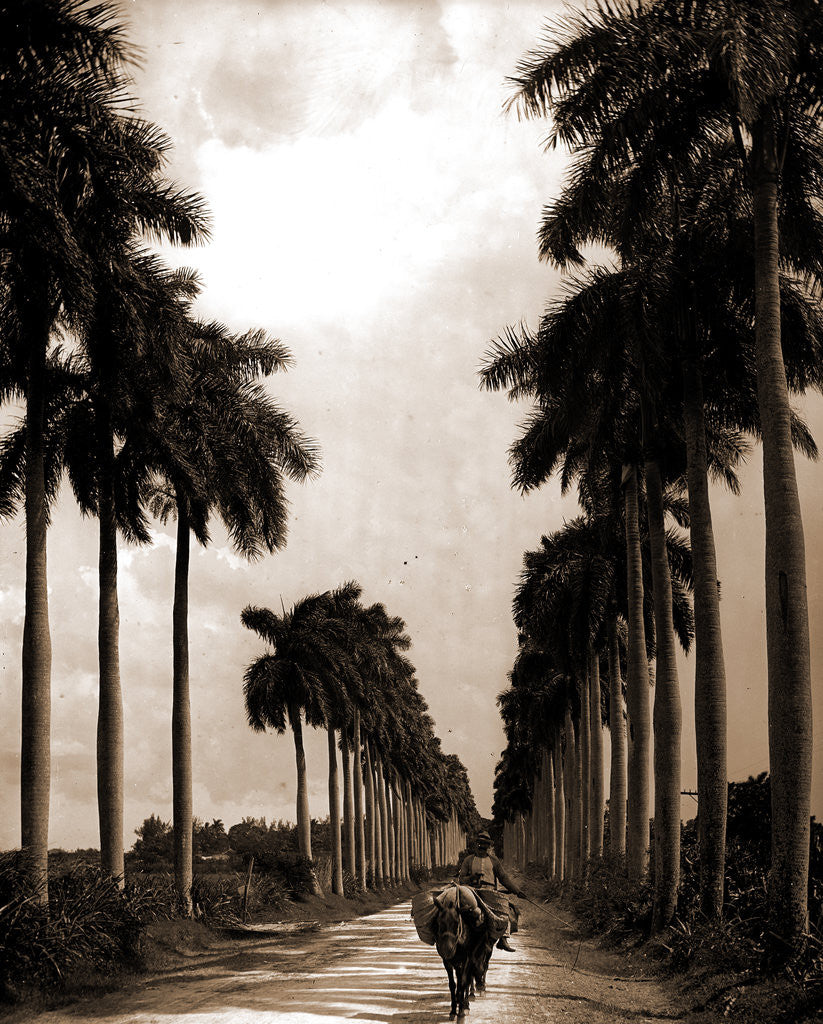 Detail of Avenue of Palms, Havana by Anonymous