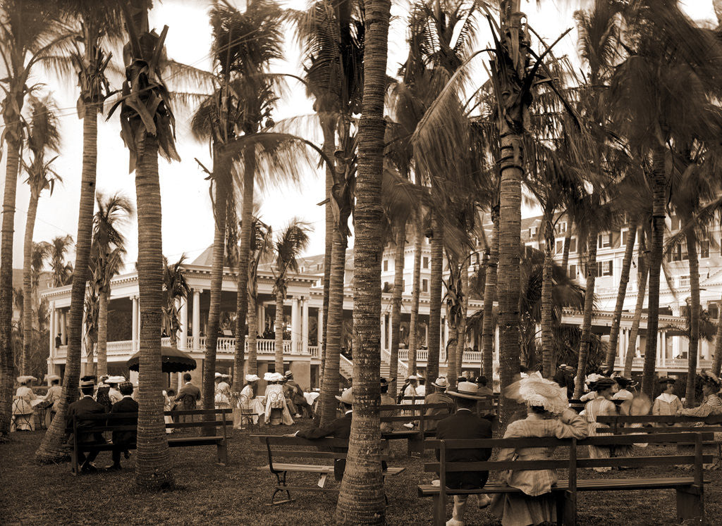 Detail of Afternoon concert hour, Royal Poinciana by Anonymous