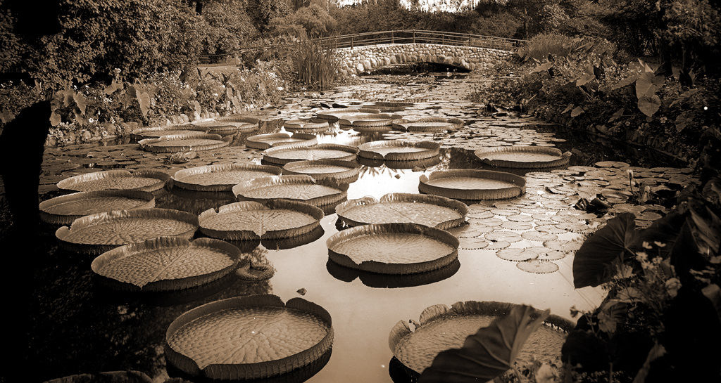 Detail of Lily pond, Como Park by Anonymous