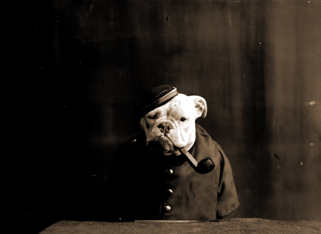 Detail of Tommy Atkins, Dogs by Anonymous