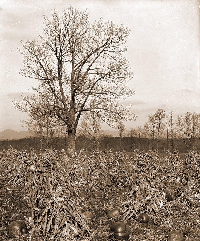 Detail of Corn and pumpkins, Berkshire Hills by Anonymous