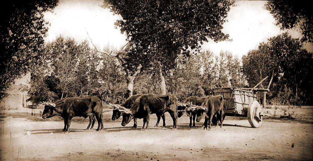 Detail of Mexican carreta, Chihuahua by Anonymous