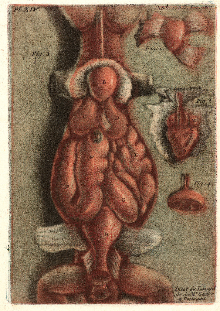 Detail of Dissection of a Lizard, Plate 15, 1756 by Jean-Baptiste André Gautier-Dagoty