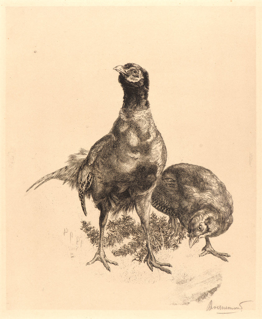 Detail of Pheasants, Rooster, and Hen (Faisons, Coq, et Poule), 1898 by Félix Bracquemond