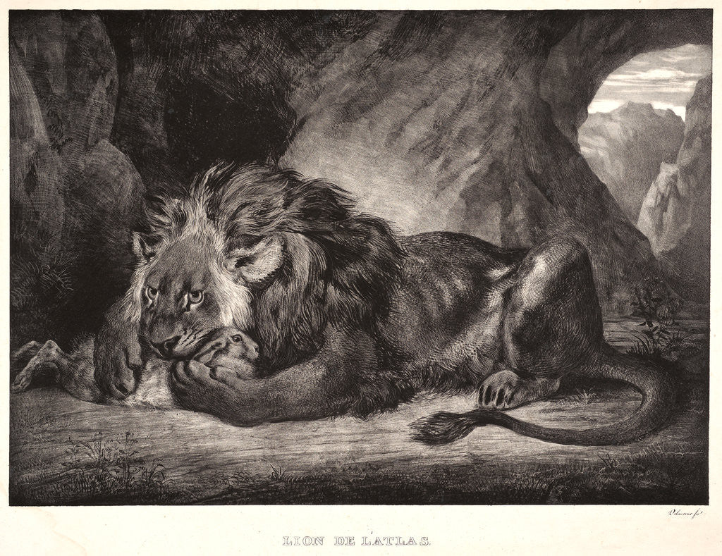 Detail of Lion of the Atlas Mountains (Lion d'Atlas), 1829 by Eugène Delacroix