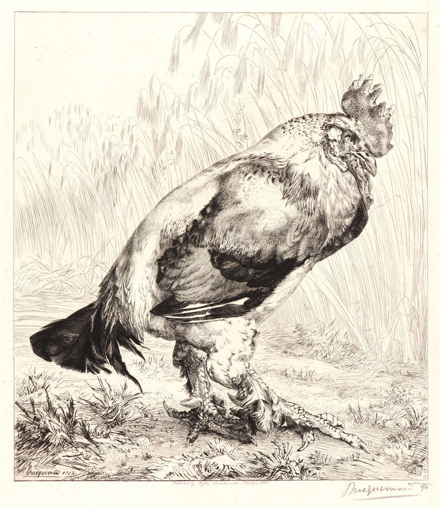 Detail of The Old Rooster (Le Vieux Coq) by Félix Bracquemond